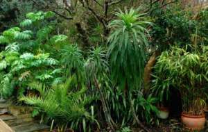 Great Tropical Garden Plants 